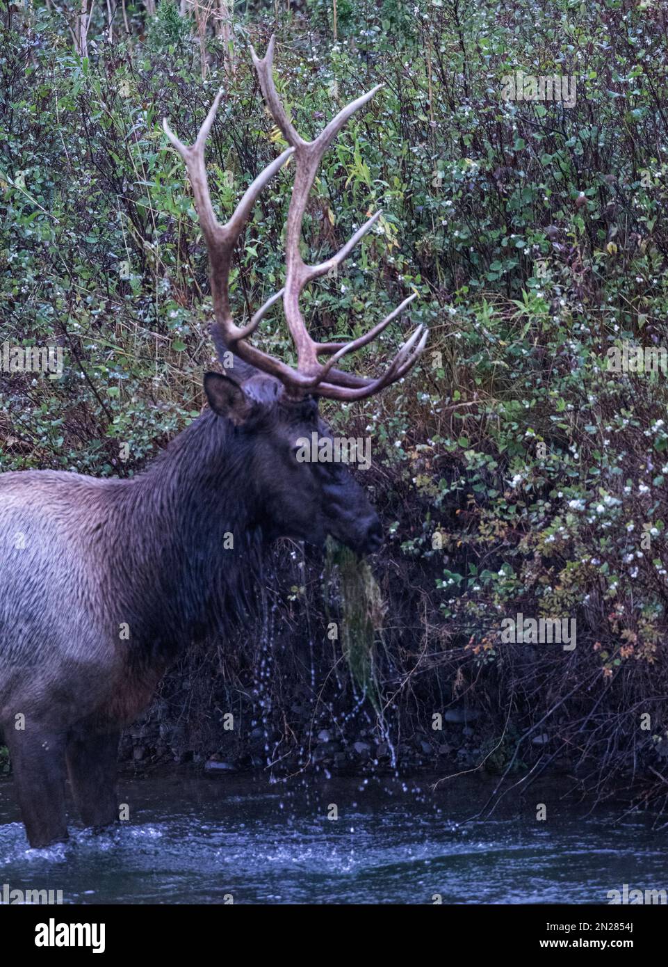 Bull elk in rain pulls up river bottom grasses to feed at Bison Range, nature reserve on Flathead Indian Reservation, Montana, USA Stock Photo