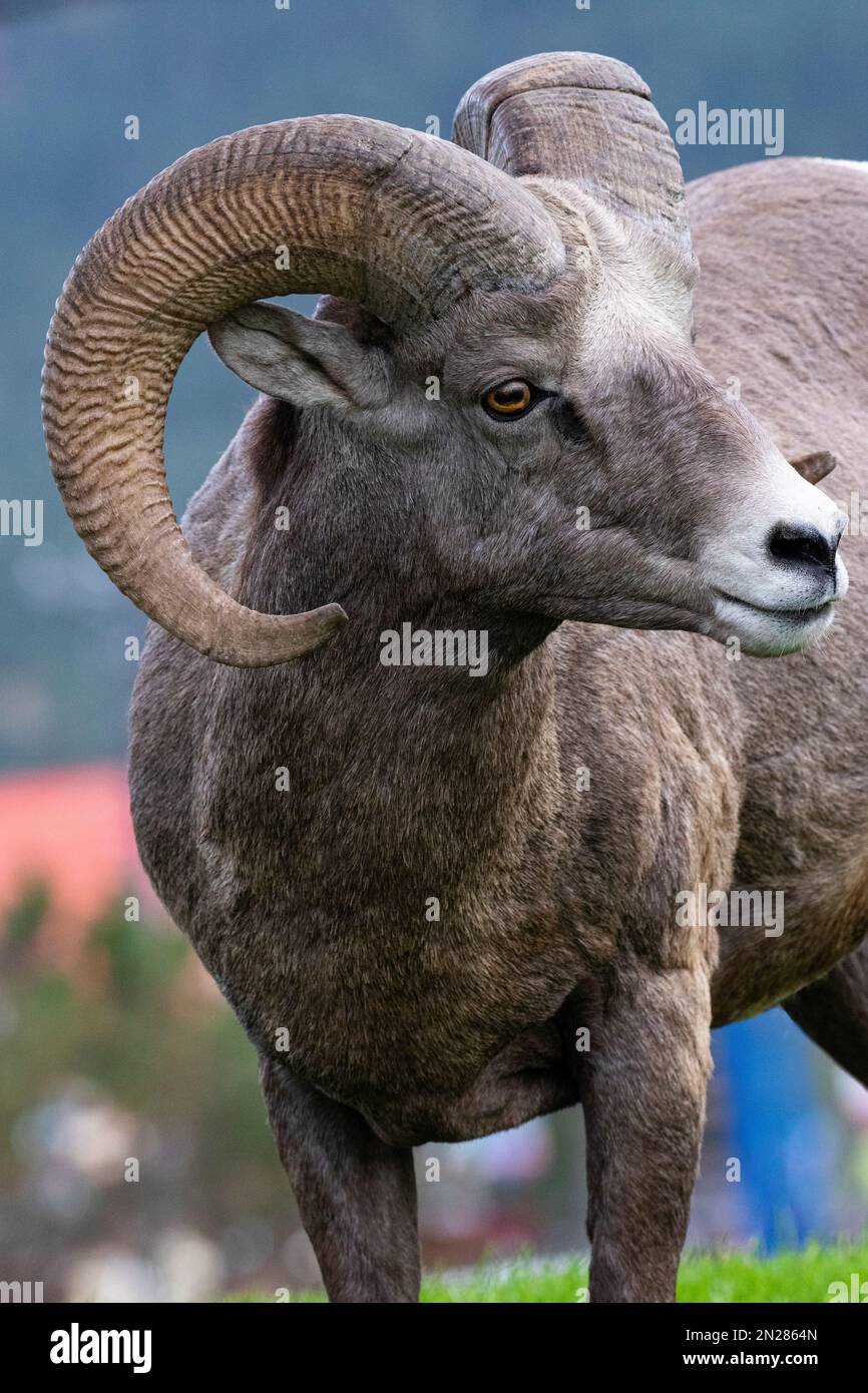 Close up portrait of Bighorn Sheep, ram, head turned and curve of horn visible, in town of Radium Hotsprings in British Columbia, Canada Stock Photo