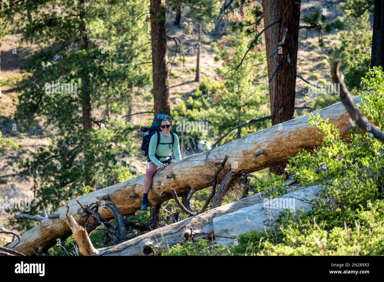 Woman Crossing Downed Tree On Trail in Kings Canyon National Park Stock Photo