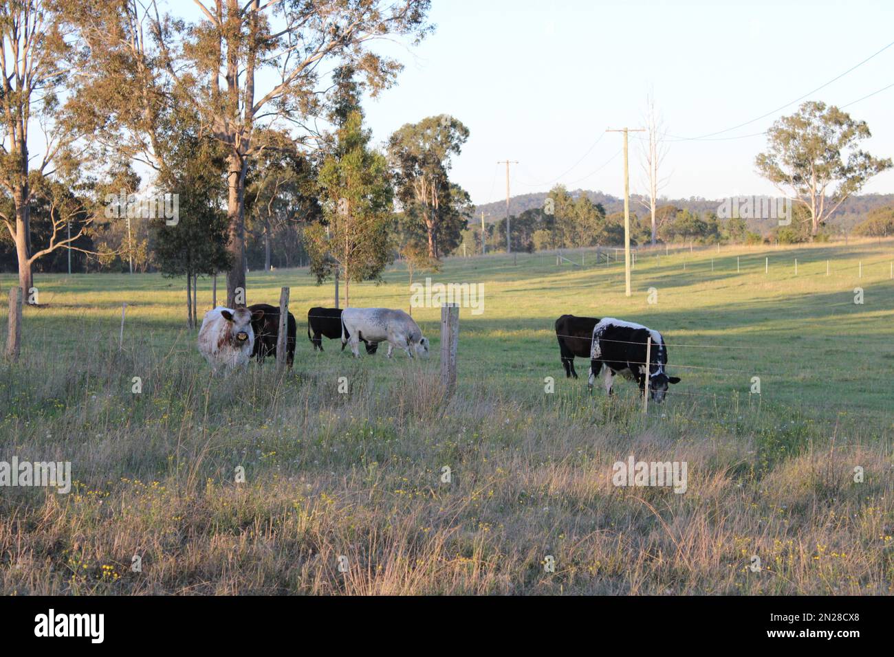 Cows in new south wales hi-res stock photography and images - Alamy