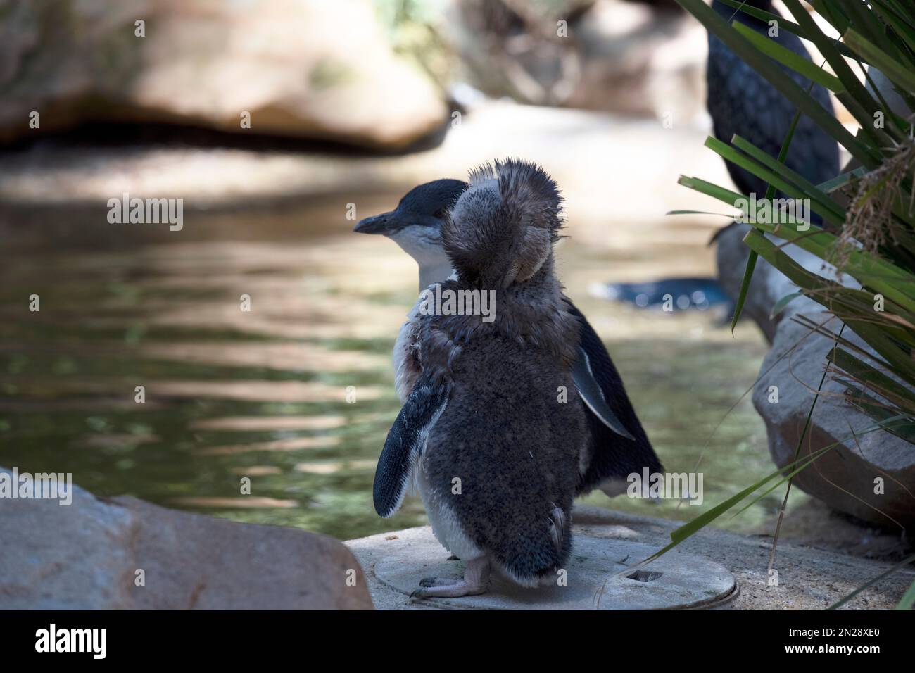 Little Blue Penguin (Eudyptula minor) in mid-stages of its moult at a Wildlife Park in Sydney, NSW, Australia. Little Blue penguins moult between Febr Stock Photo