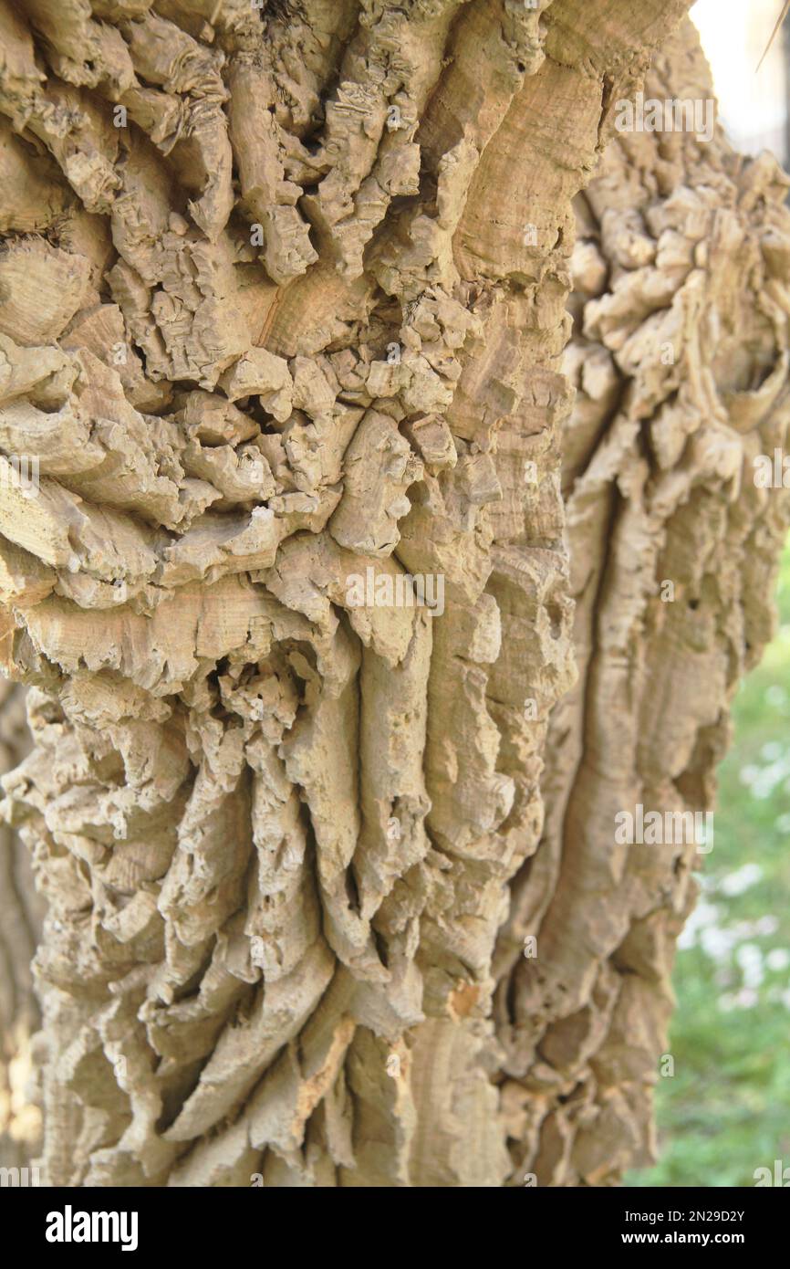 Close-up of the trunk of a Nolina longifolia (Pony tail palm) tree Stock Photo
