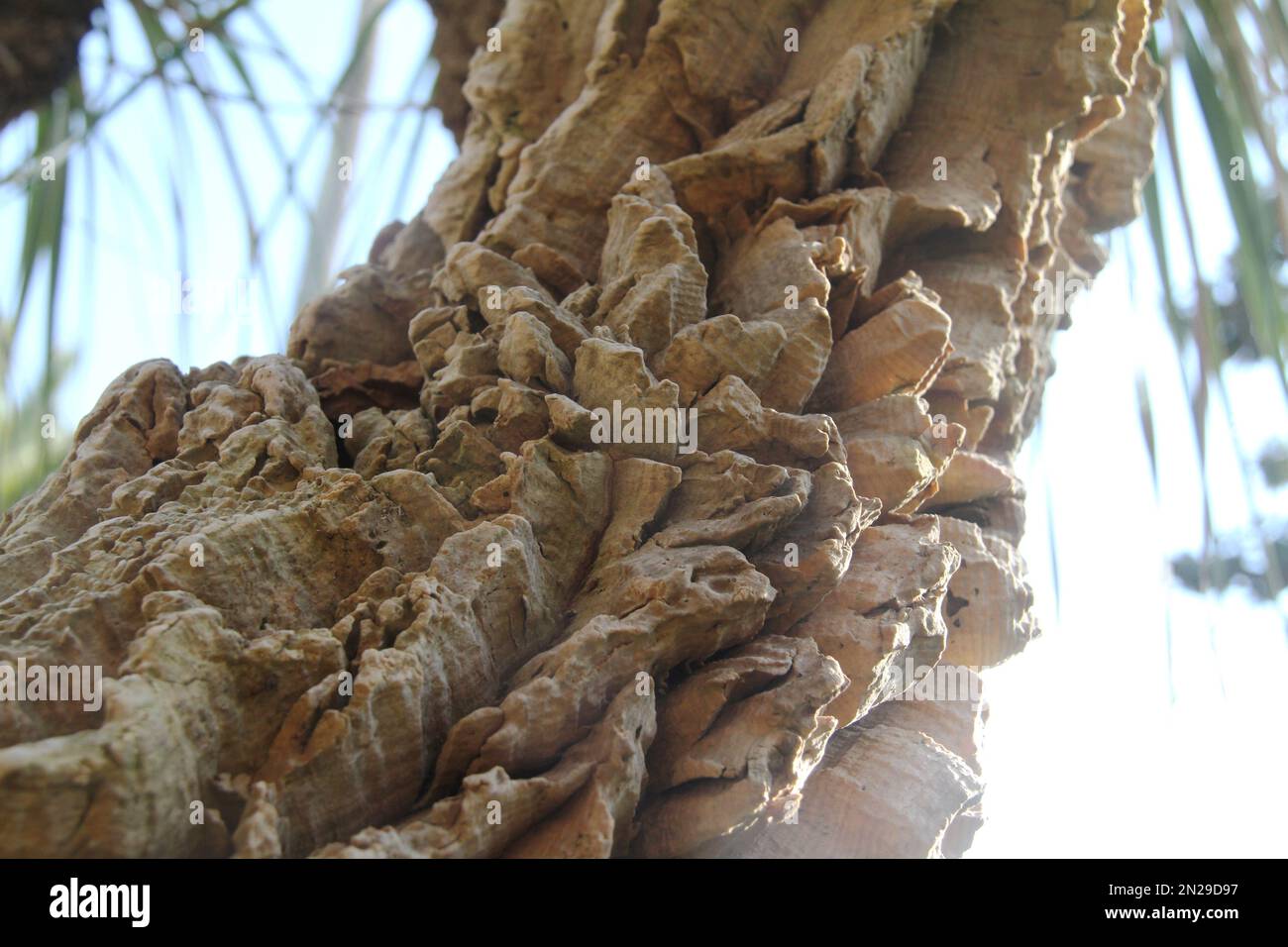 Close-up of the trunk of a Nolina longifolia (Pony tail palm) tree Stock Photo