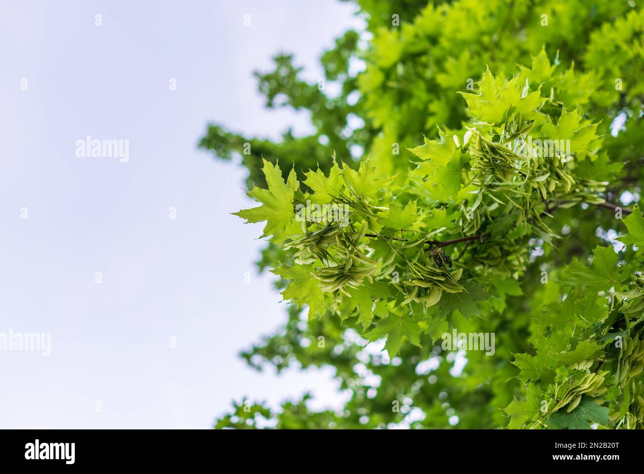 Spring Maple Tree Branch Spring branches of maple tree with fresh green leaves. Spring ...