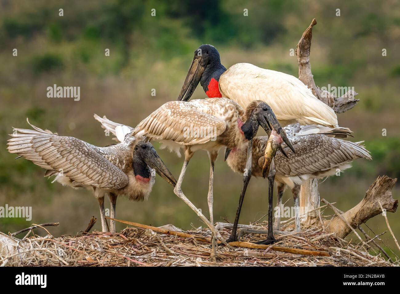 Jabiru storks feeding on a catfish in their nest - Pantanal Stock Photo
