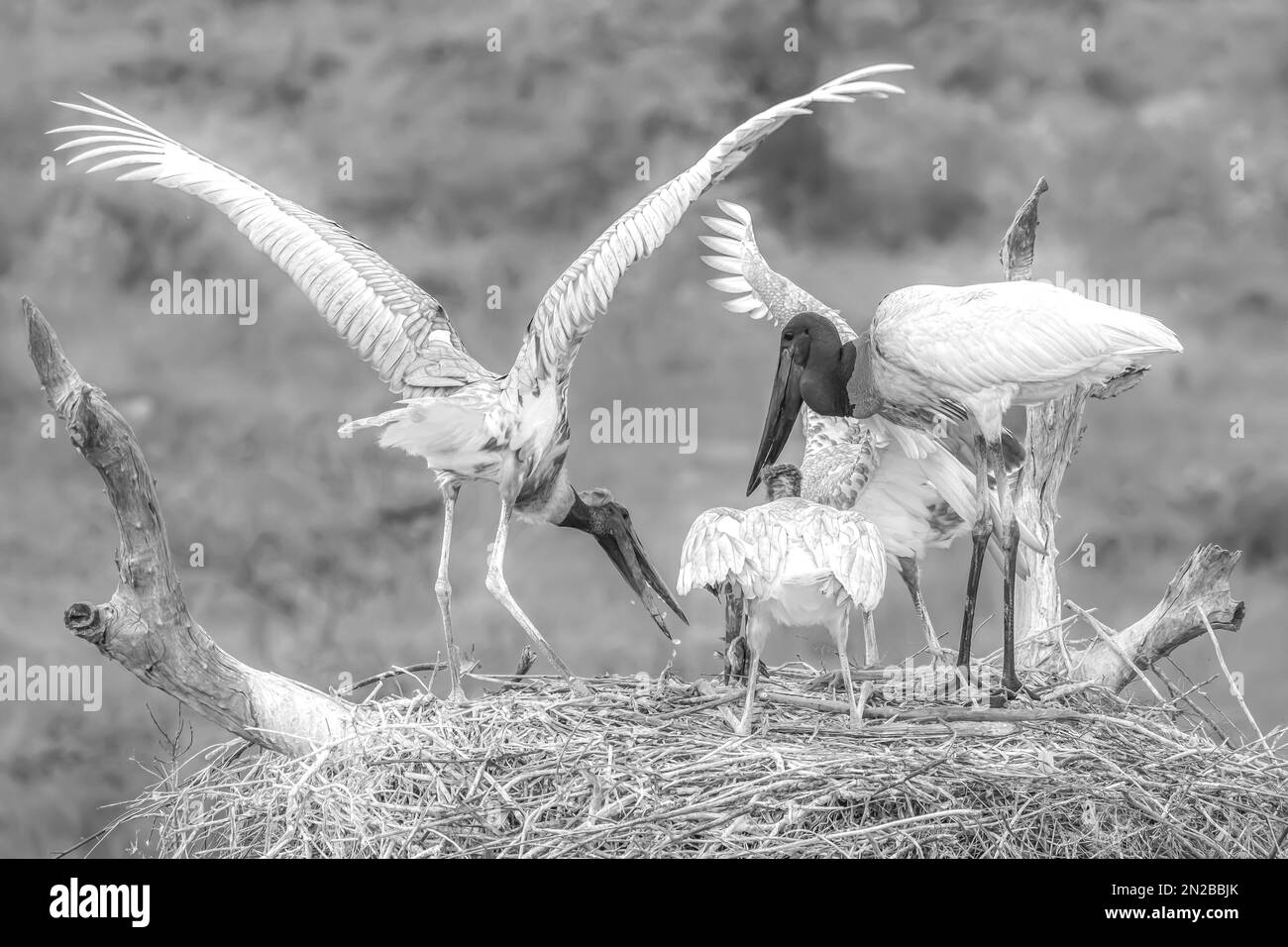 Jabiru storks contesting a catfish meal on their nest- black and white image Stock Photo