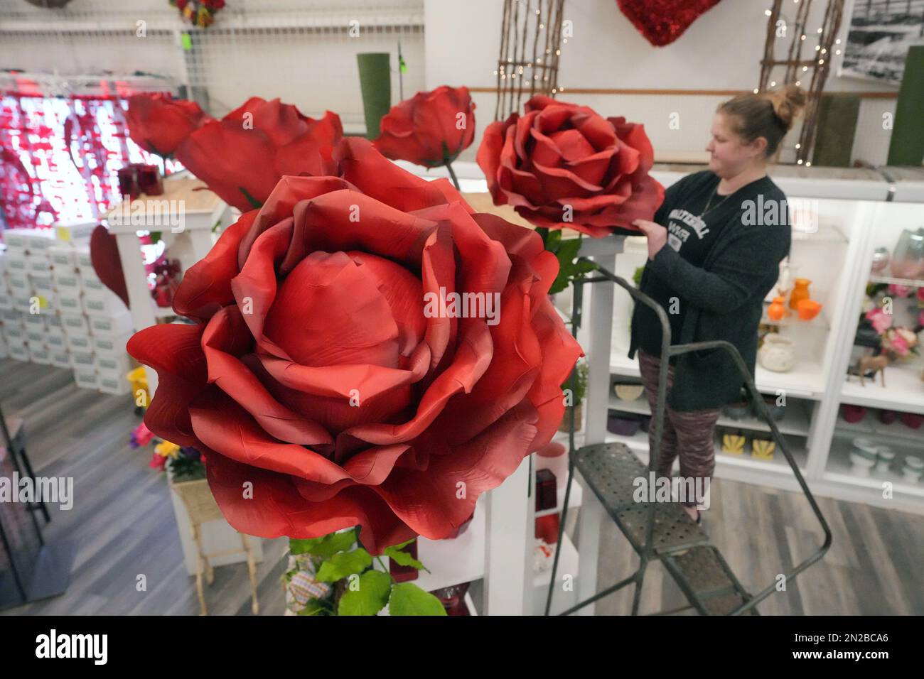 St. Louis, United States. 06th Feb, 2023. Sales person Cheyenne Naruto adjusts the petal of an oversized velvet rose on display at Walter Knoll Florists in St. Louis on Monday, February 6, 2023. The floral shop is ramping up inventory as Valentines Day approaches. Knoll will prepare nearly 2000 orders for delivery on Valentines Day. Photo by Bill Greenblatt/UPI Credit: UPI/Alamy Live News Stock Photo