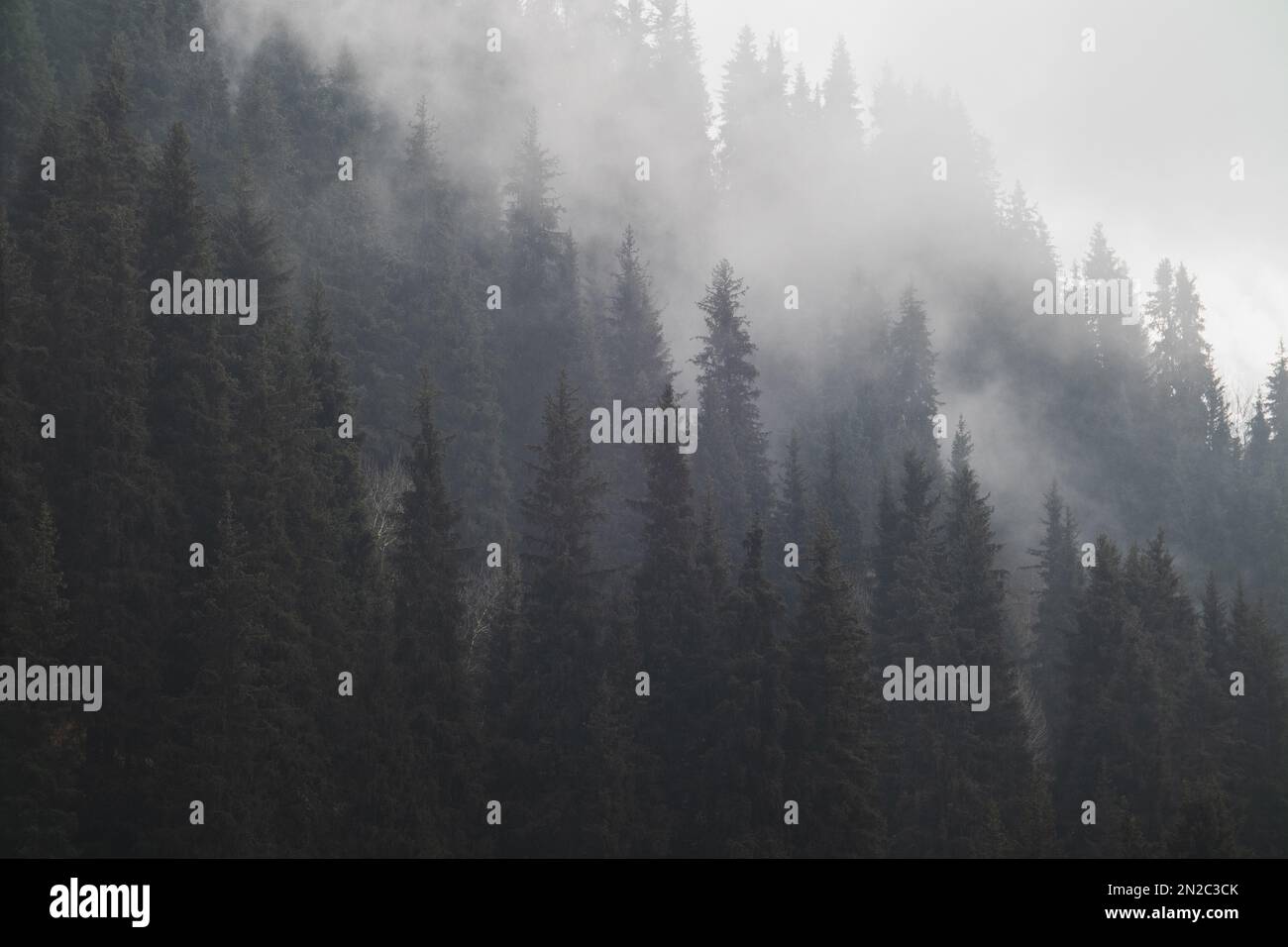 Monochrome trees hi-res stock photography and images - Alamy
