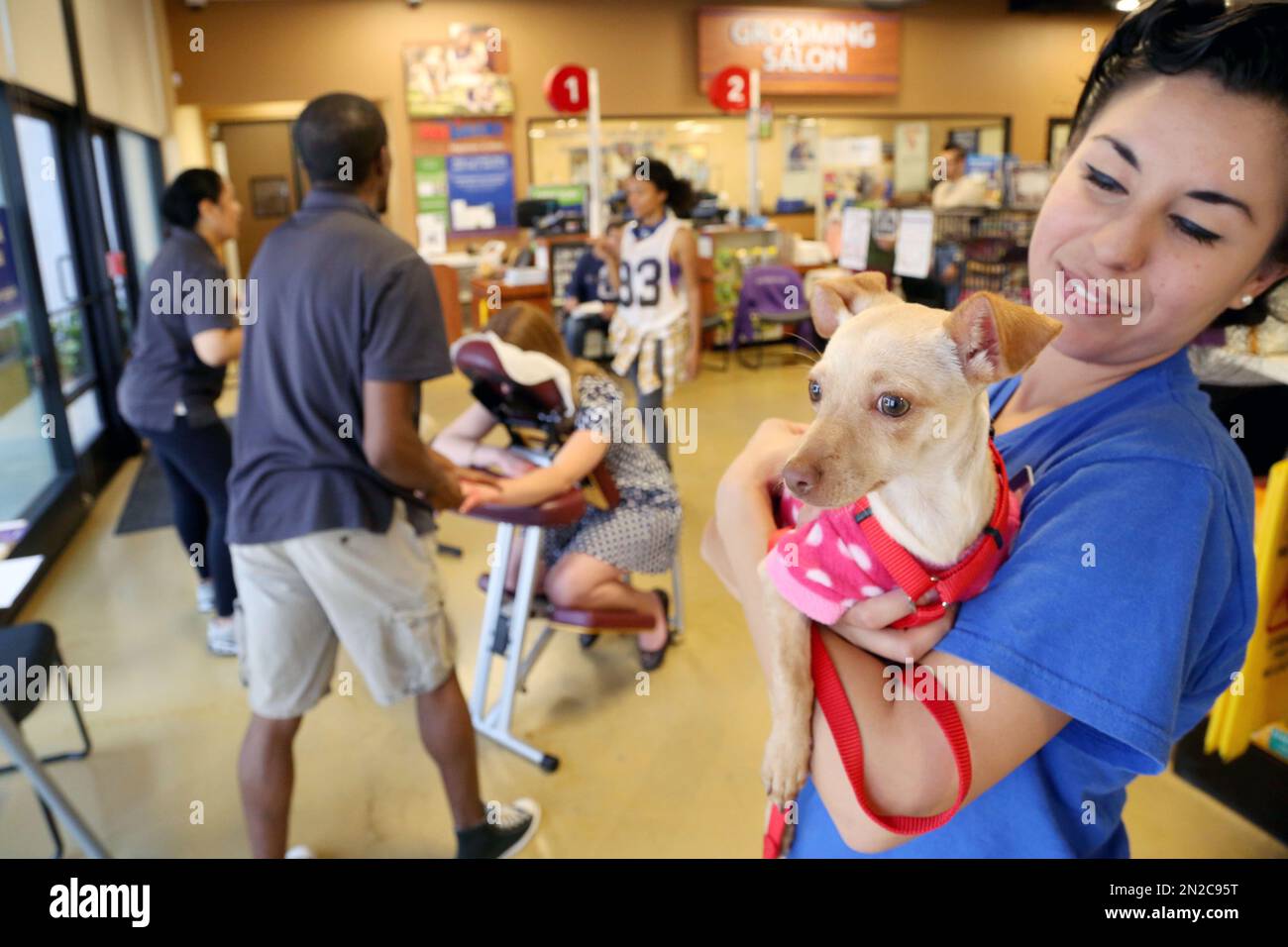 IMAGE DISTRIBUTED FOR PETSMART Didi, a ChihuahuaTerrier, waits patiently while her pet parent