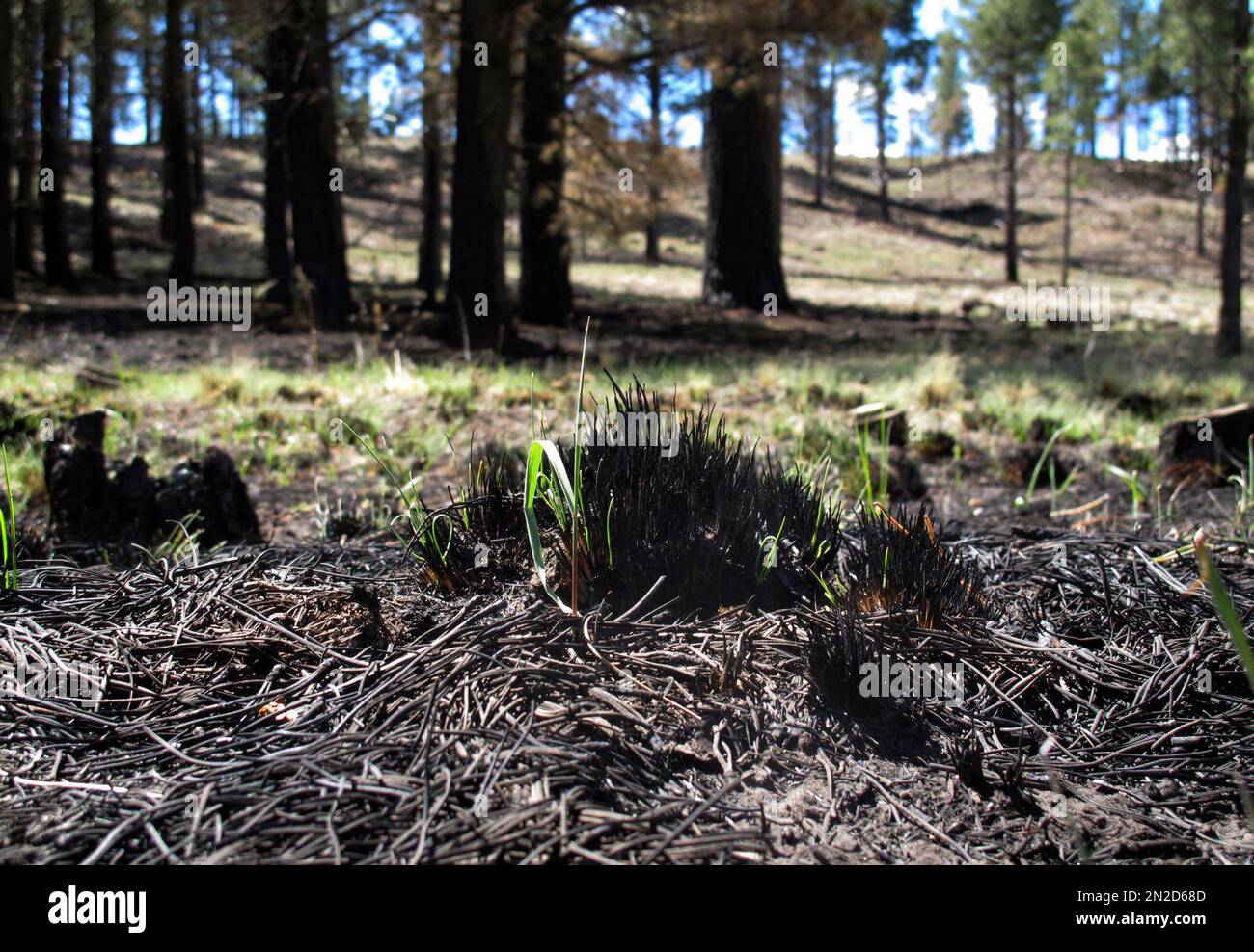 In this April 28, 2015 photo, grass sprouts from scorched land in the