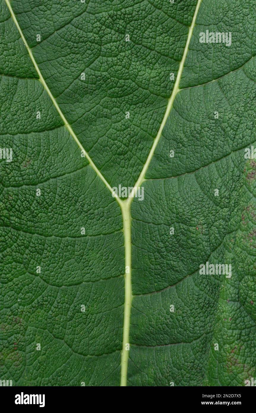 Light green leaf vein in the shape of letter Y Stock Photo - Alamy