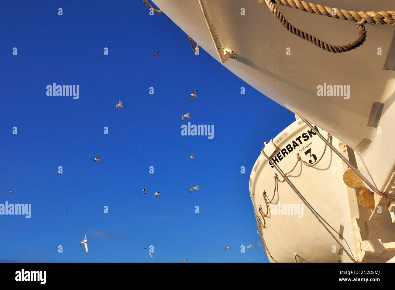 White ship bow with flying seagulls Stock Photo