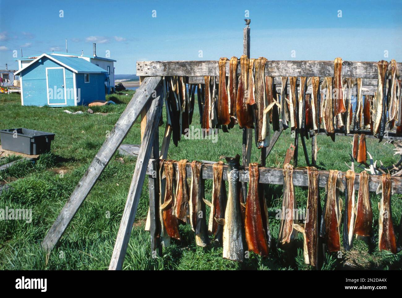 Fish drying nova scotia hires stock photography and images Alamy