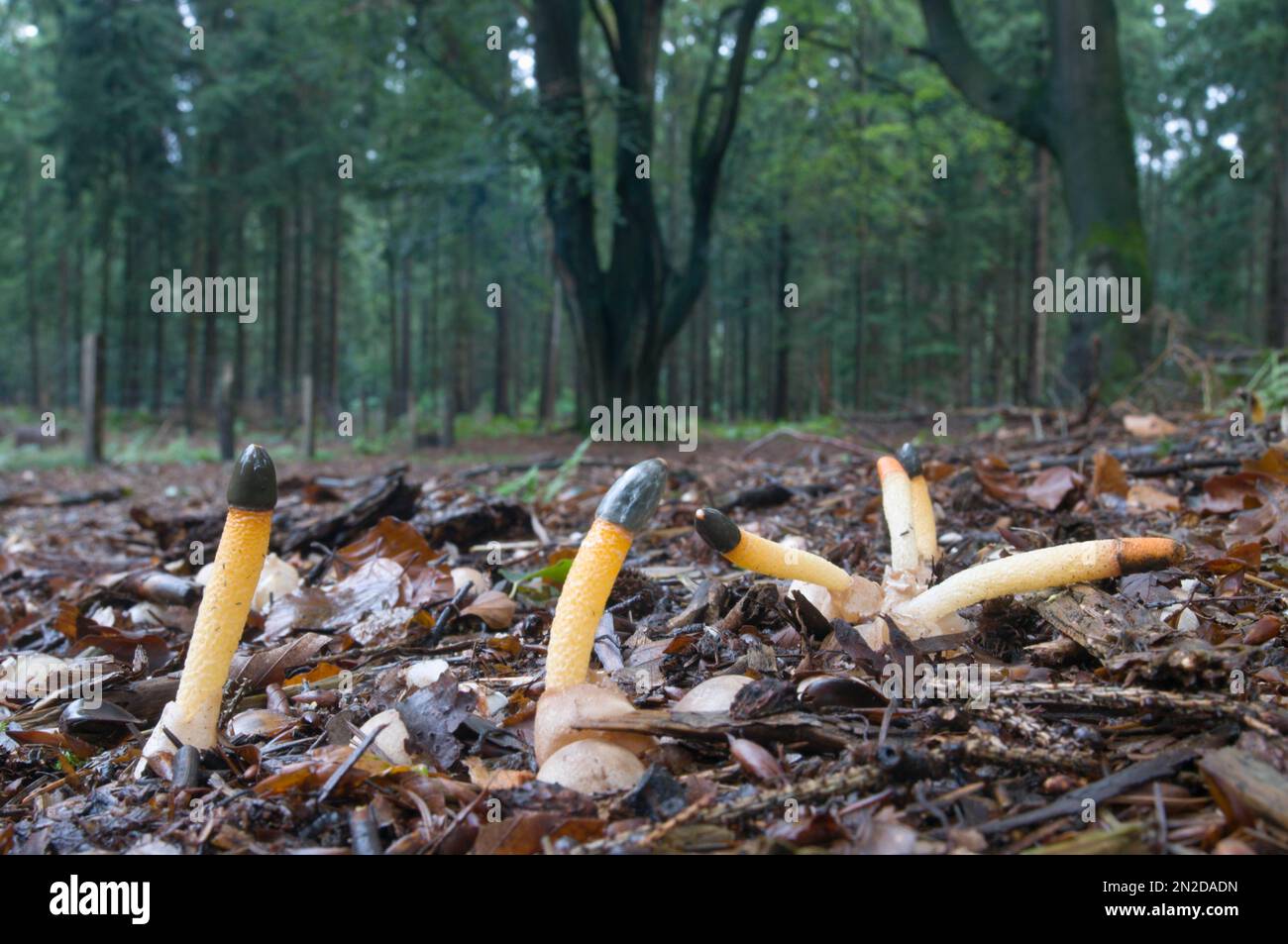 Dog stinkhorn (Mutinus caninus), Emsland, Lower Saxony, Germany Stock Photo