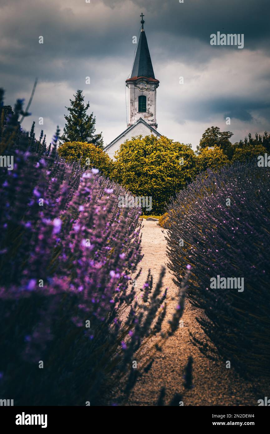 Common lavender (Lavandula angustifolia) farm with a church in the