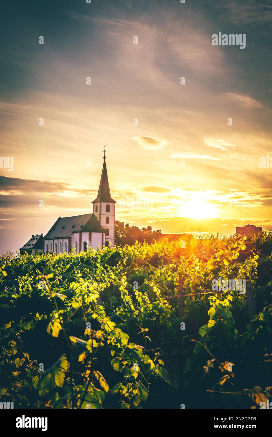 View over green vineyards to a church in the sunset, backlight shot of the parish church of St. Peter and Paul in Hochheim am Main, Hesse, Germany Stock Photo