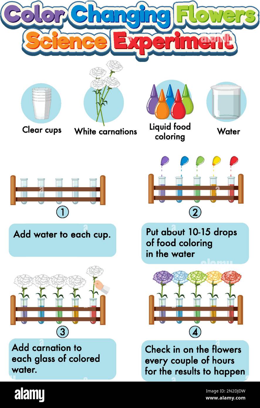 Color changing flowers science experiment illustration Stock Vector Image & Art Alamy