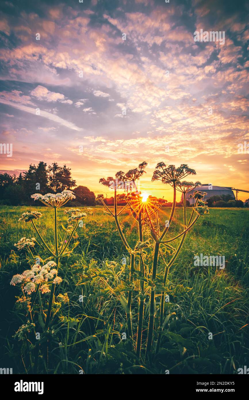 Beautiful sunrise in a field, with colourful flowers in the sunrise. Backlight shot in the morning, in the background the coal-fired power plant Stock Photo