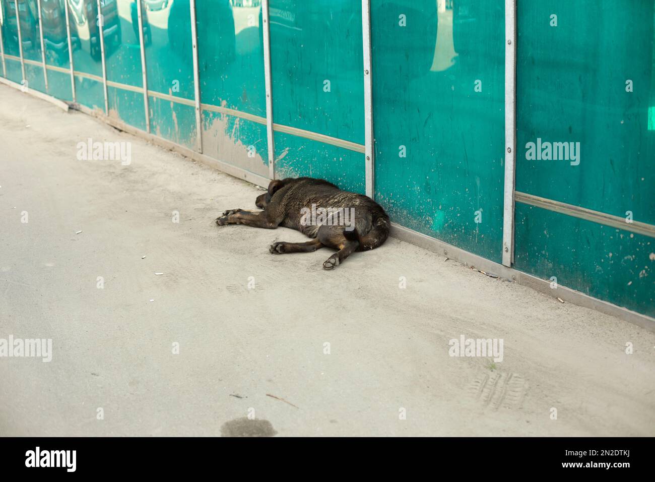 Black stray dog. Dog sleeps on asphalt. Animal in town. Details of pet