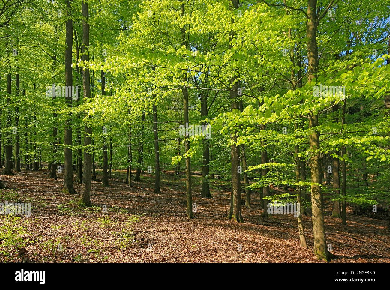 Beech forest shortly after leaf budding, Hesse, Germany, Europe Stock Photo
