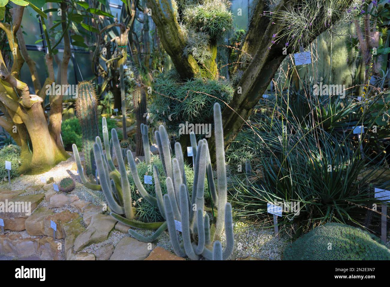 New Botanical Garden of the Eberhard Karls University of Tuebingen, Greenhouse, Cactus, cactuses