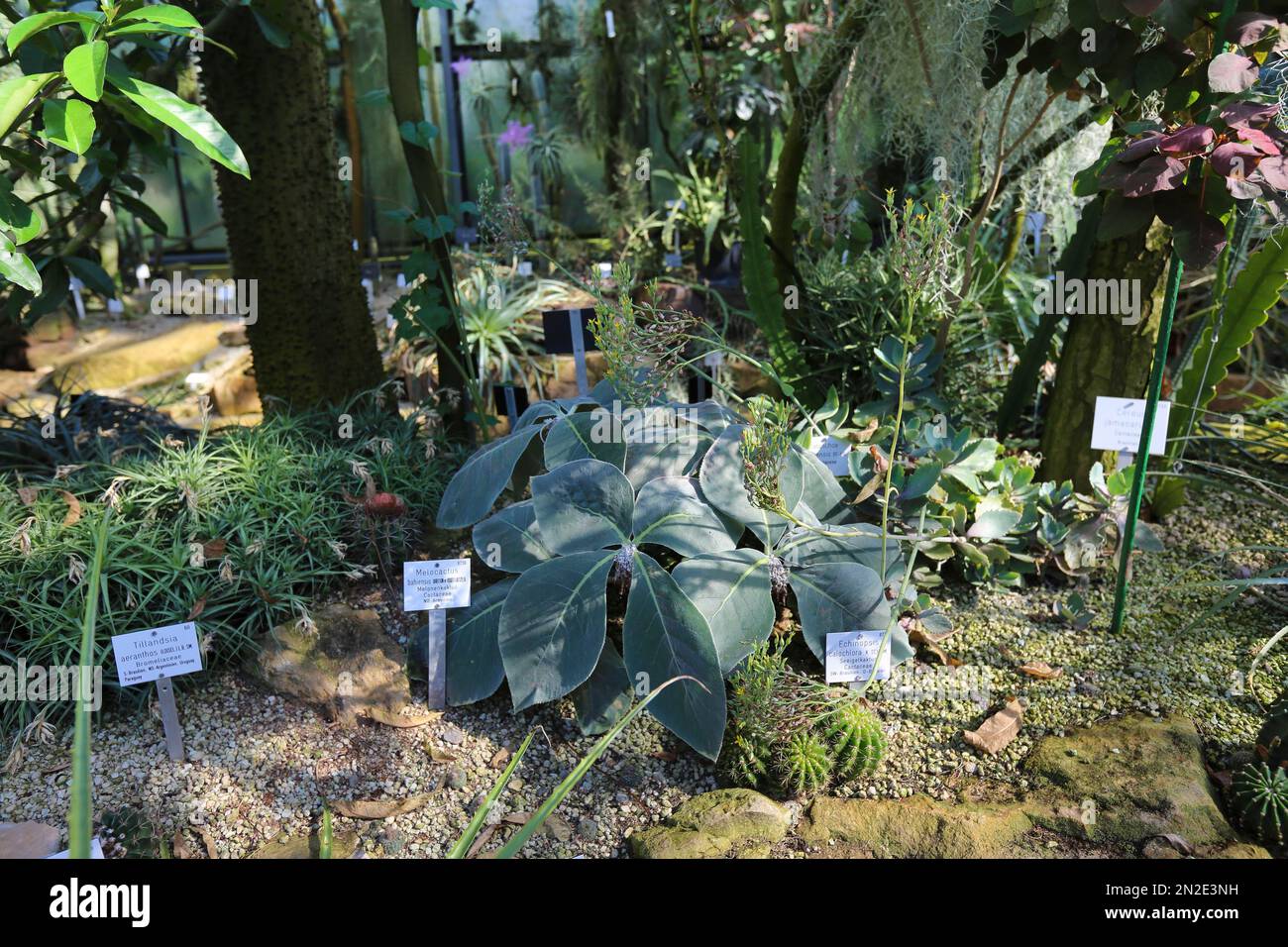New Botanical Garden of the Eberhard Karls University of Tuebingen, Greenhouse, Plants