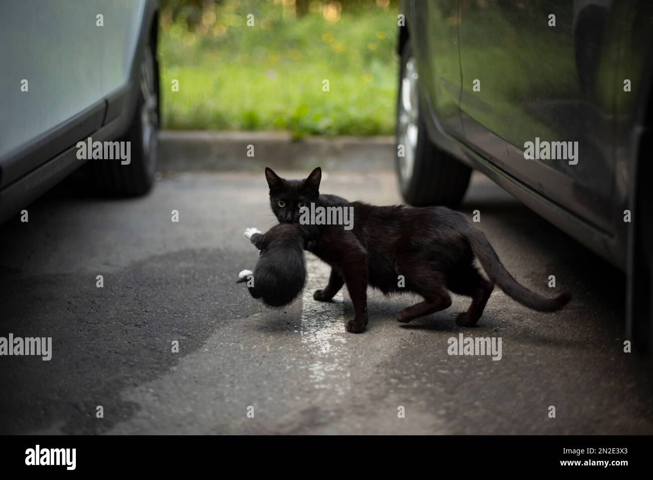 Cat carries kitten under car. Cat and kitten. Animal runs through