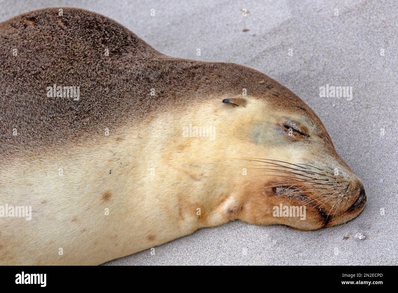 Australian sea lion asleep at Seal Bay, Kangaroo Island Stock Photo
