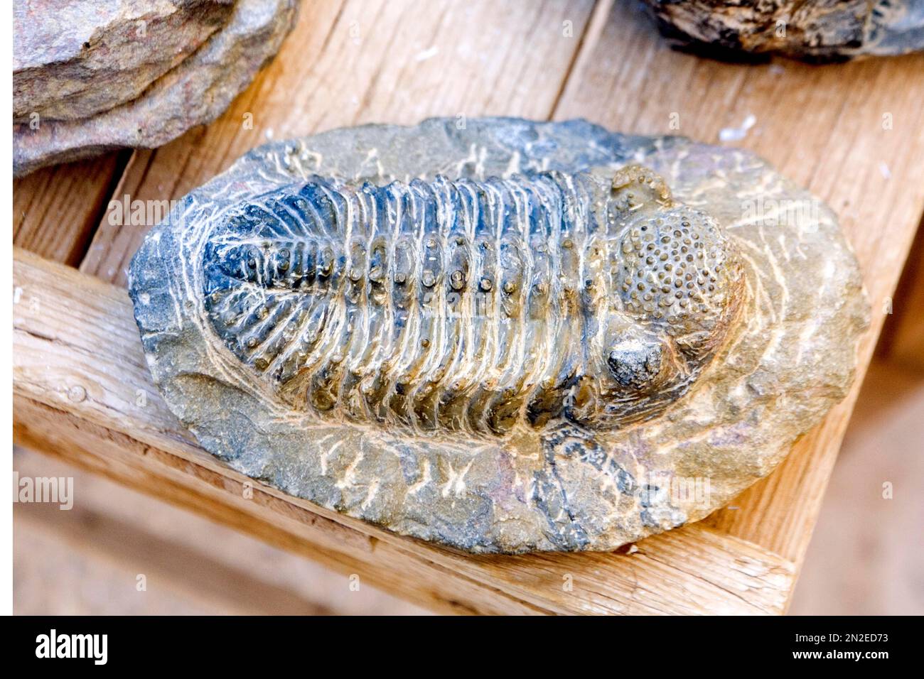Fossils, Rissani, Morocco, Africa Stock Photo