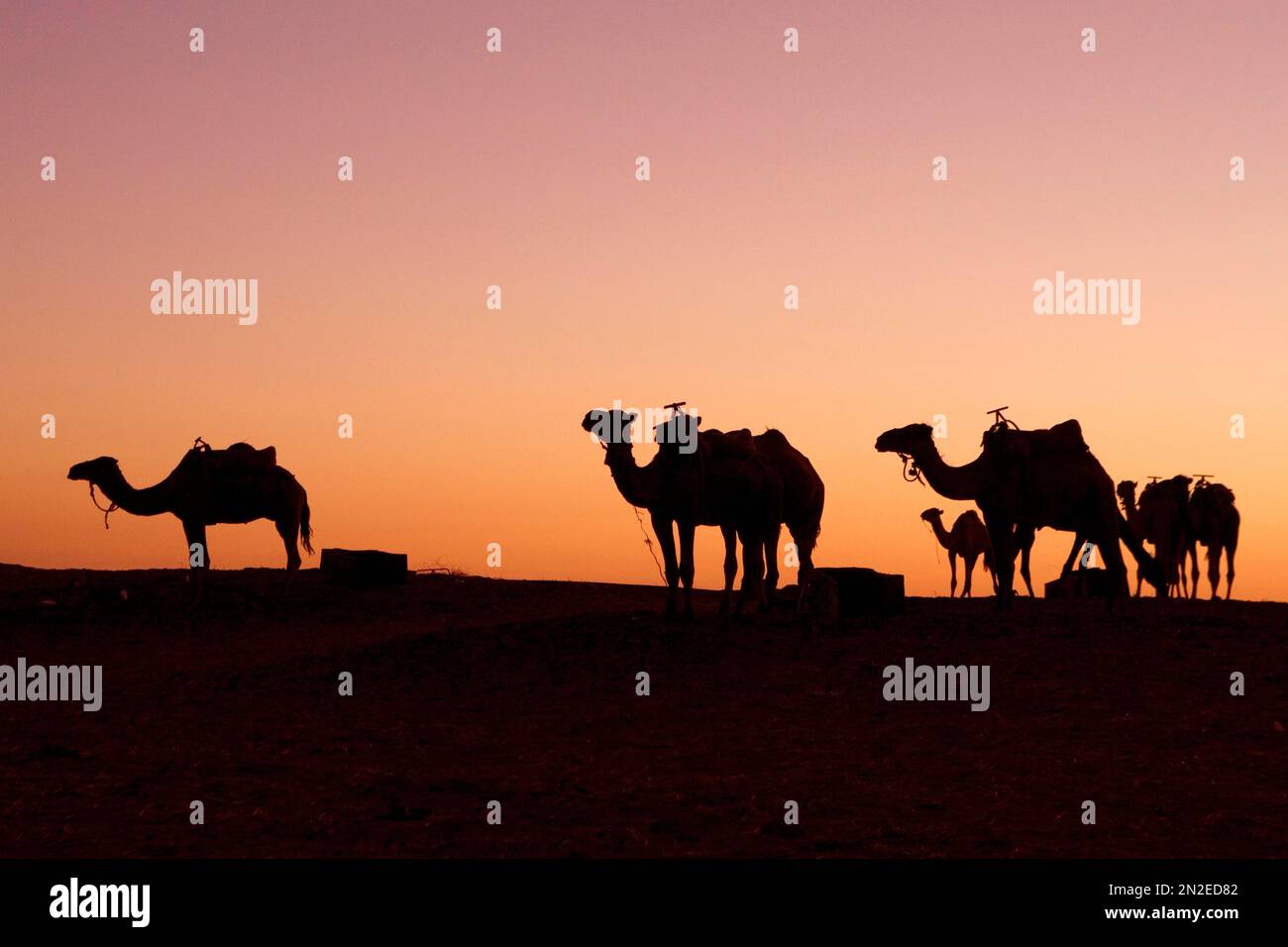 xLDromedaries in the backlight of the evening sky, Erg Chebbi, Morocco, Africa Stock Photo