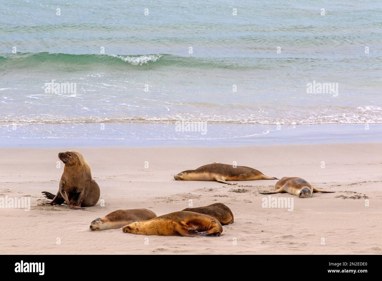 Australian sea lions at Seal Bay, Kangaroo Island Stock Photo