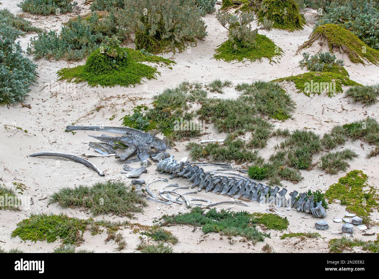 Humpback whale skeleton at Seal Bay, Kangaroo Island Stock Photo