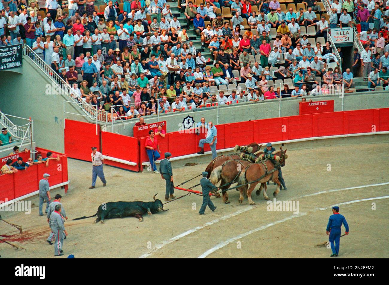 Killed bull being pulled out of the arena, bullfight, Plaza de Toros Monumental, 01. 09. 1991, Barcelona, Spain Stock Photo