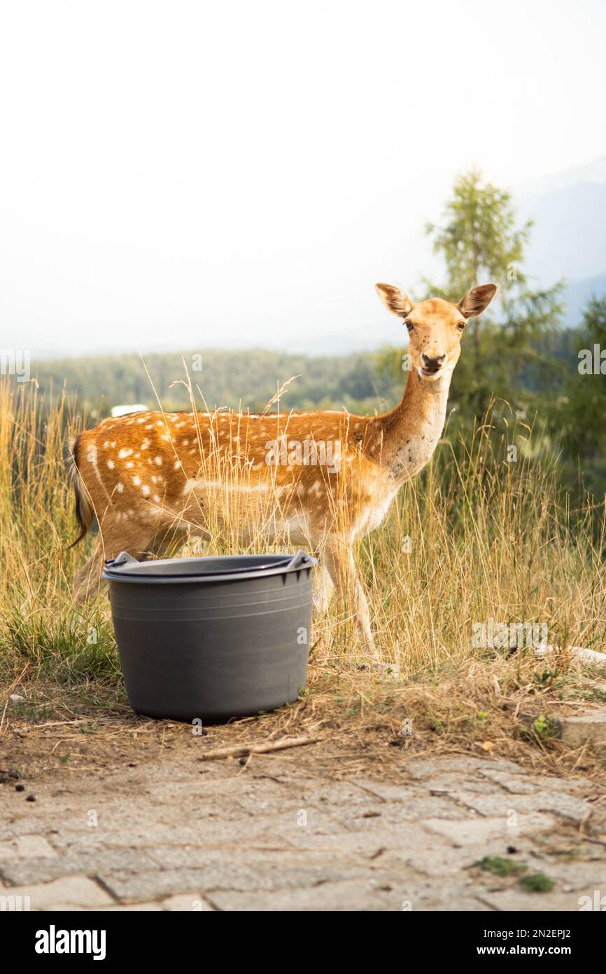 A vertical shot of an Iranian fallow deer (Dama dama mesopotamica) in a park Stock Photo