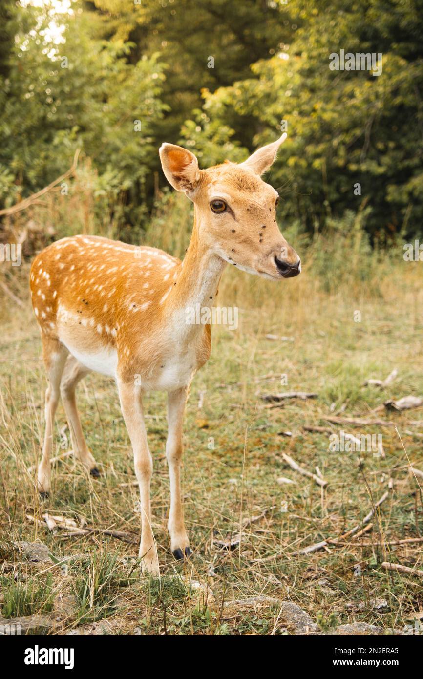 A vertical close-up shot of an Iranian fallow deer (Dama dama mesopotamica) in a field Stock Photo