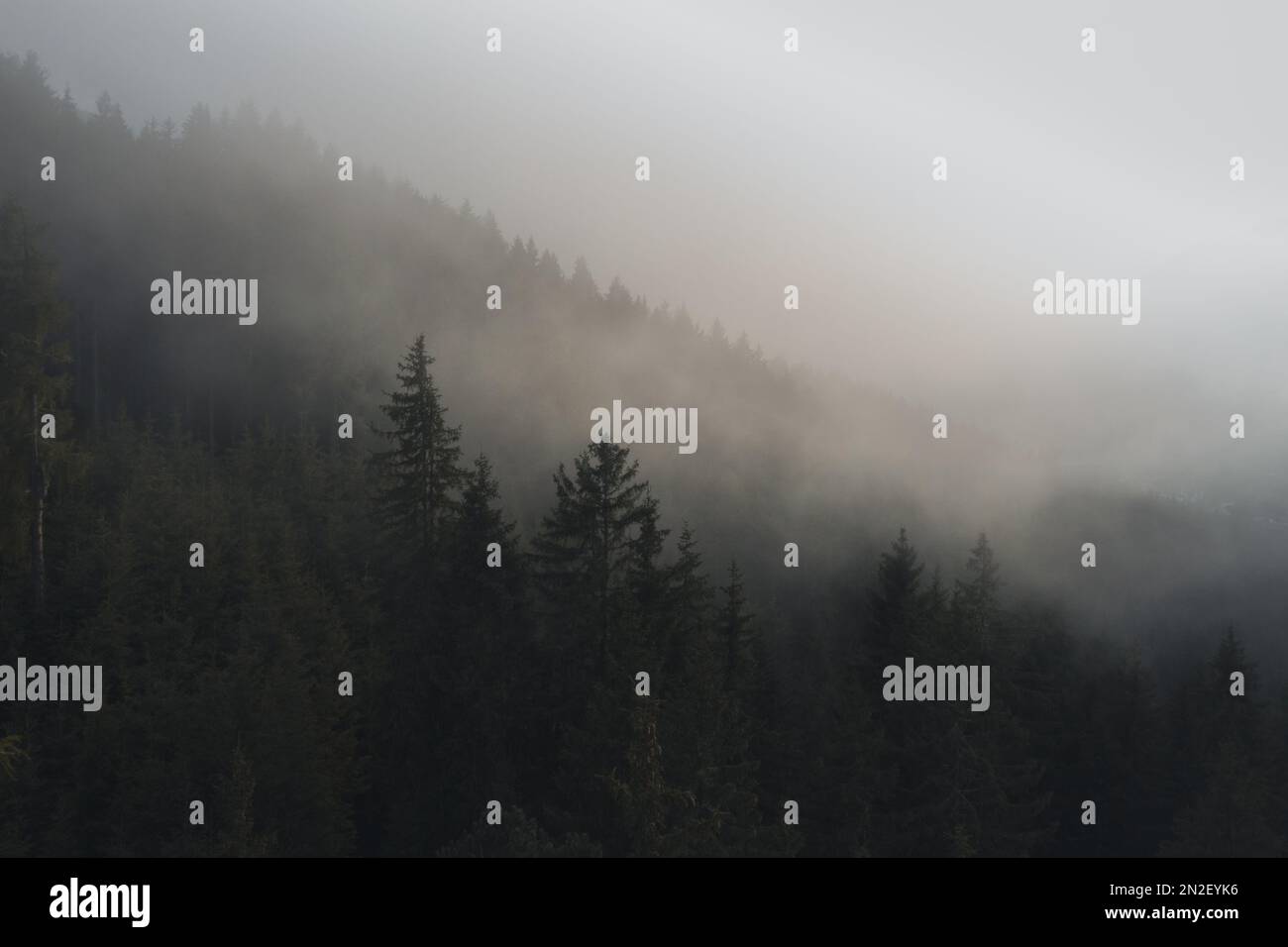 Greenery fog dense nature trees hi-res stock photography and images - Alamy