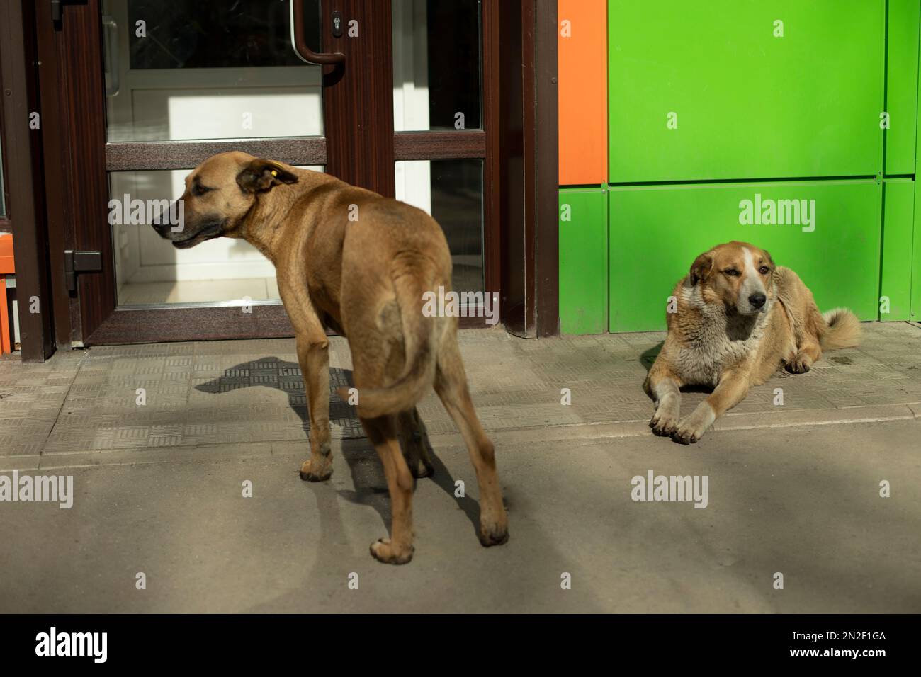 Two stray dogs on street in summer. Pets without owners. Abandoned animals. Stock Photo