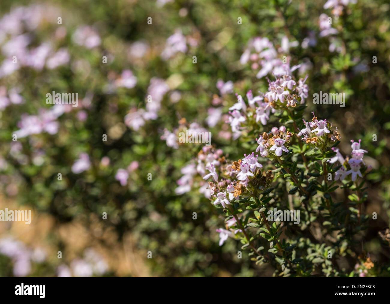 Thyme wild bush among the stones. Thymus vulgaris, thymes - medicinal herbs. Natural park Garraf, Spain Stock Photo