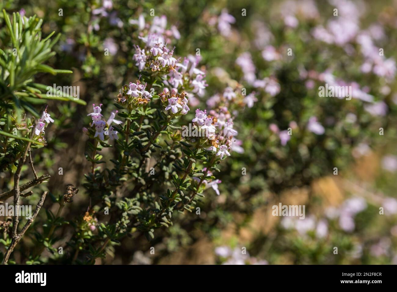Thyme wild bush among the stones. Thymus vulgaris, thymes - medicinal herbs. Natural park Garraf, Spain Stock Photo