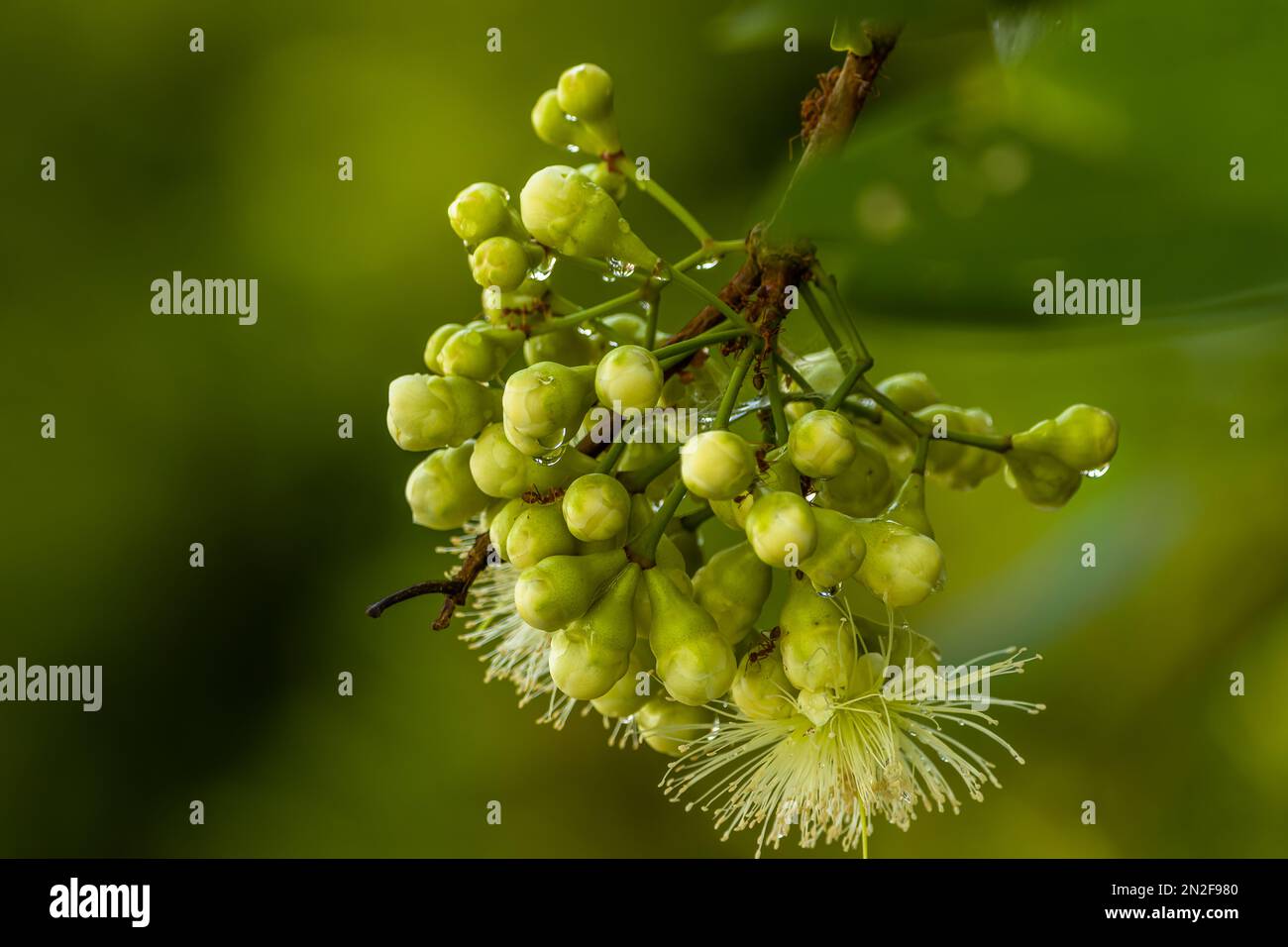 The prospective watery rose apple flower that is about to bloom becomes a flower still wet with morning dew, the background of green leaves is blurry Stock Photo