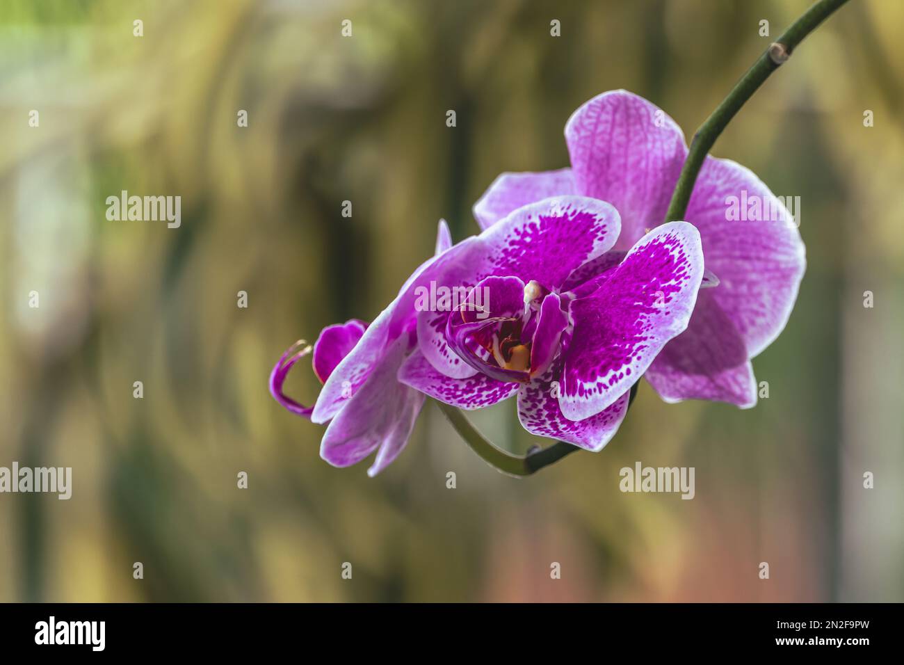 A bright purple blooming orchid flower, blurred leaves background Stock Photo