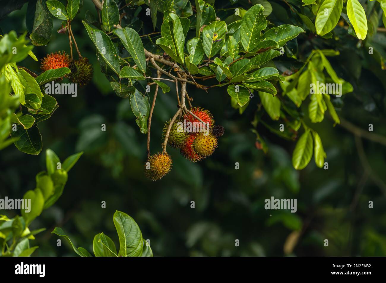 The rambutan tree has broad green leaves and is bearing red fruit, with a blurry background of green leaves Stock Photo