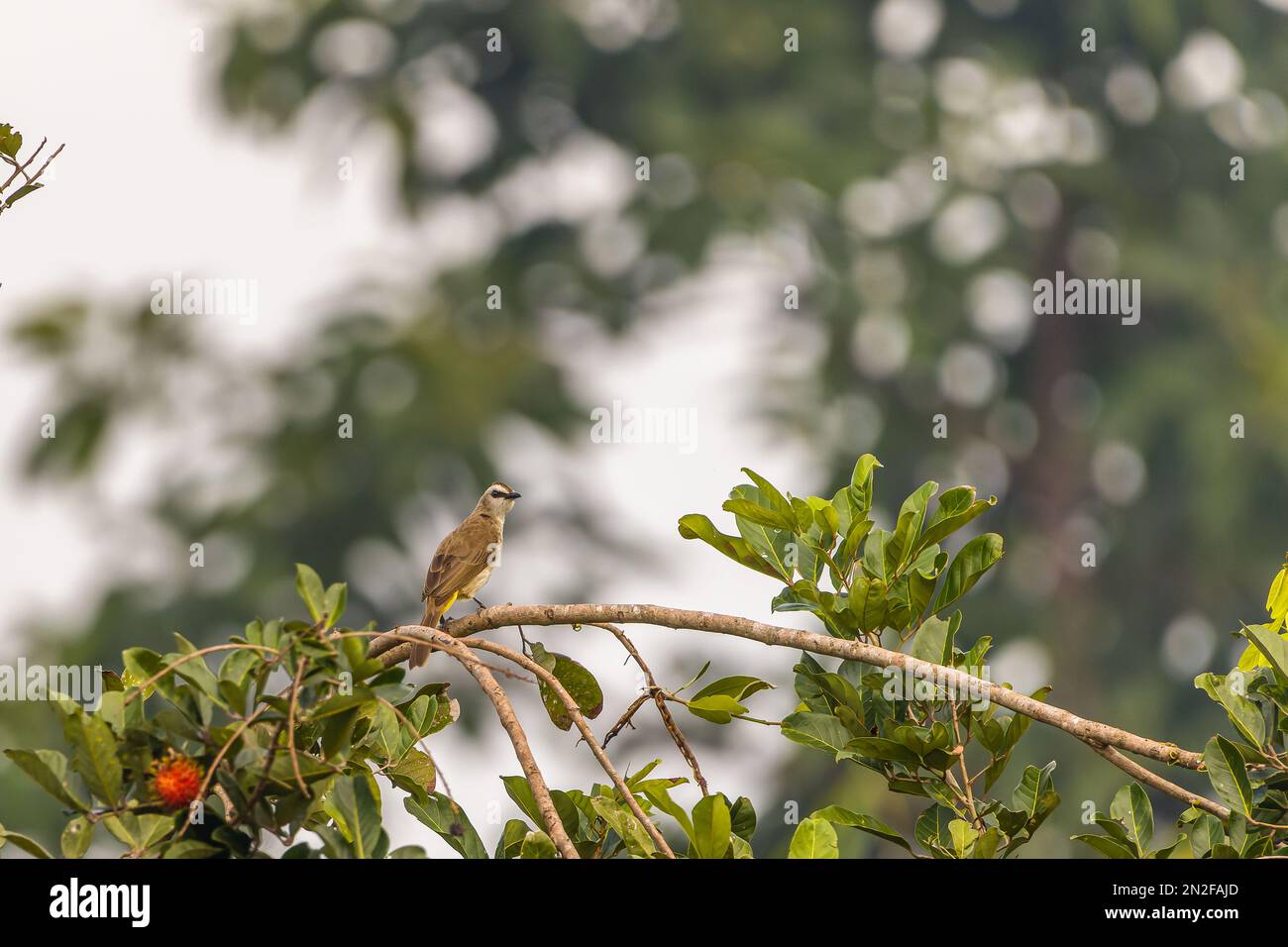 A yellow-vented bulbul bird (Pycnonotus goiavier) or eastern yellow-vented bulbul perched on a rambutan tree branch, blurred green leaves background Stock Photo