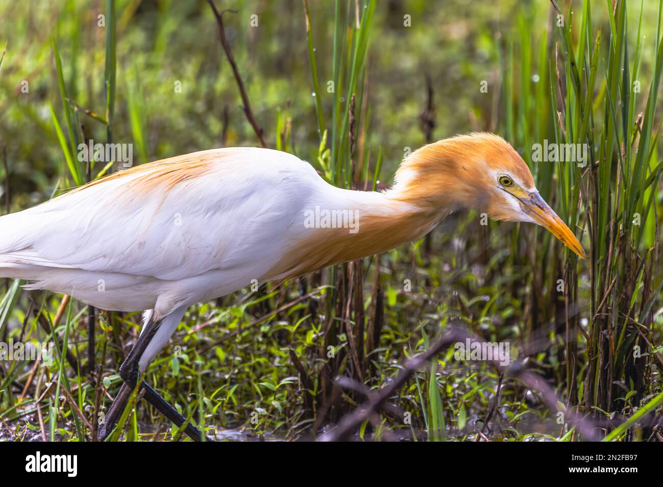 White egret birds (egretta garzetta) are standing in a watery paddy field looking for food, is a species of small heron in the family Ardeidae, an aqu Stock Photo