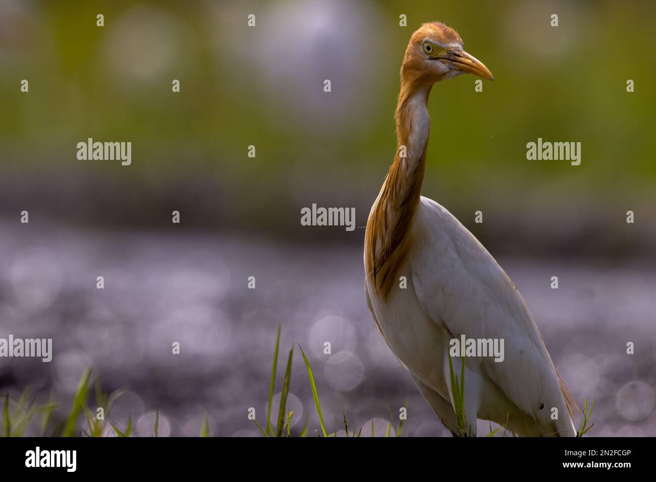 White egret birds (egretta garzetta) are standing in a watery paddy field looking for food, is a species of small heron in the family Ardeidae, an aqu Stock Photo