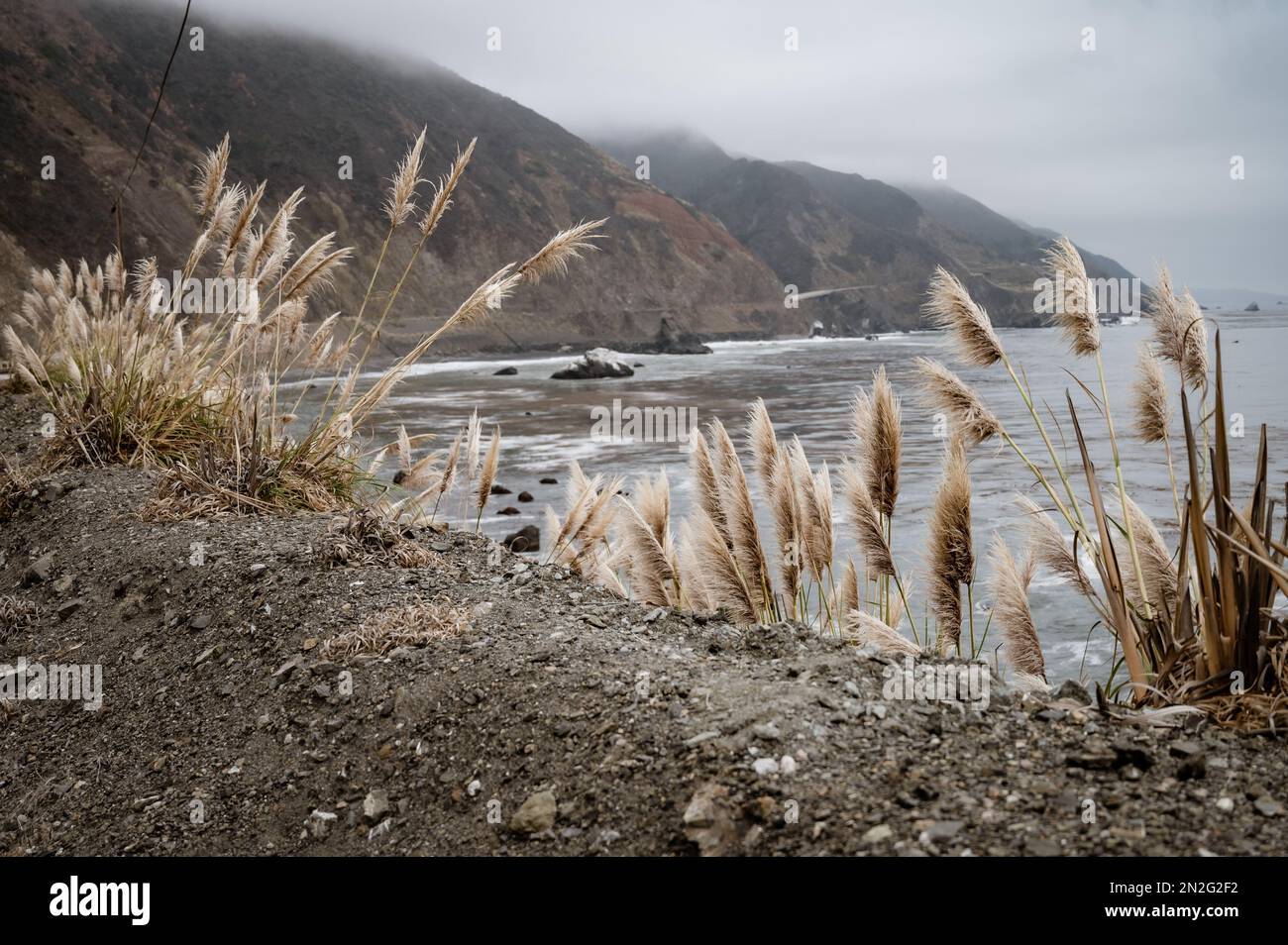 The tall pampas grass growing near the ocean Stock Photo Alamy