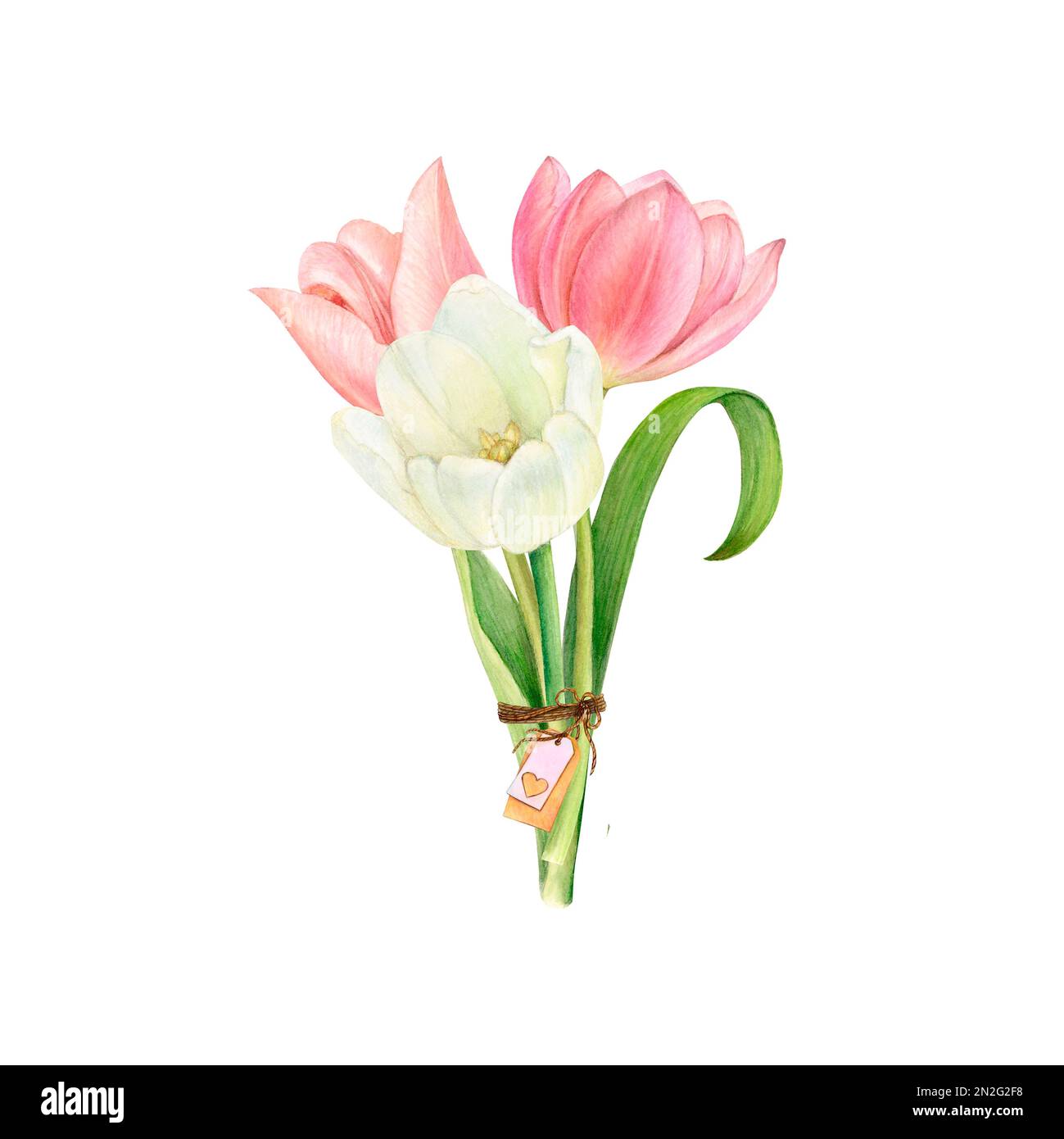Watercolor illustration of a bouquet of flowers from tulips tied with ...