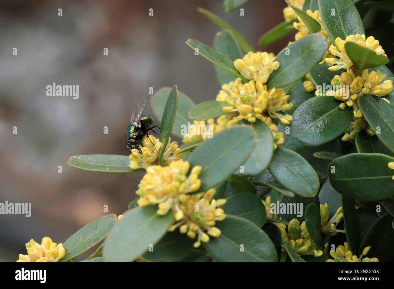 Blooming a Boxwood. Buxus sempervirens Stock Photo
