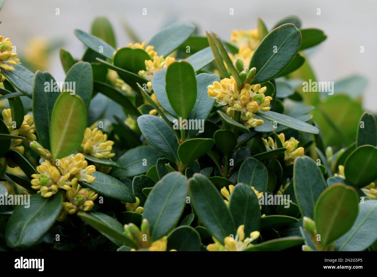 Blooming a Boxwood. Buxus sempervirens Stock Photo