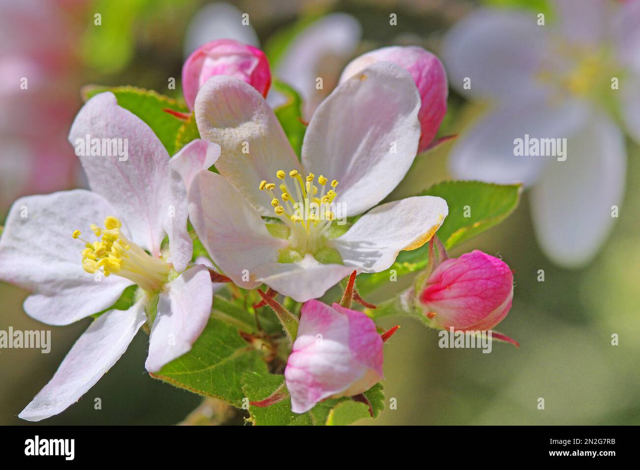 Apple blossoms Malus domesticus hybrid. Oberschwaben Stock Photo